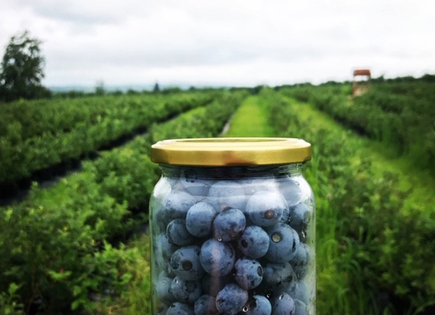 Тајну боровнице преселили из Калифорније у Тополу